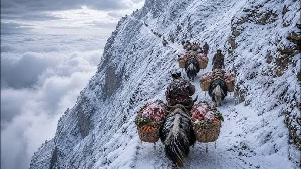 Pack animals moving along a snow-covered mountain trail